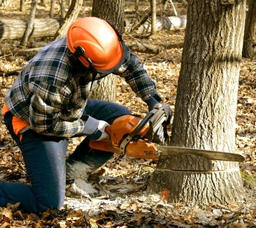 Tree Removal in Mahaffey, PA